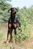 DOBERMANN 766